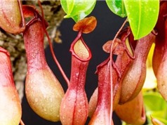 Tiềm năng kháng ung thư của cao chiết từ cây nắp ấm hoa đôi